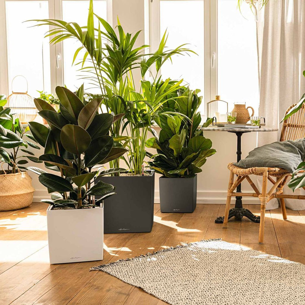 Plantekasse Cube Premium 50 med planter